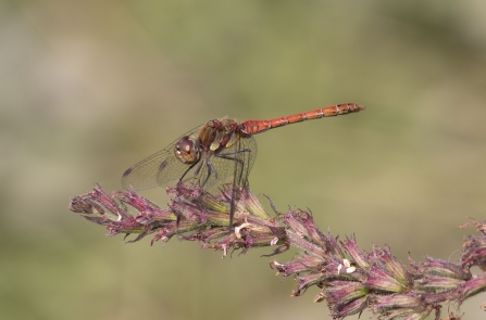 Common Darter 