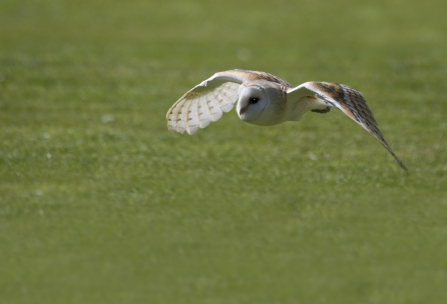 Barn owl