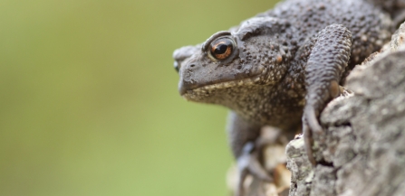 Common Toad Wildnet