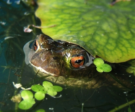 Common toad in pond