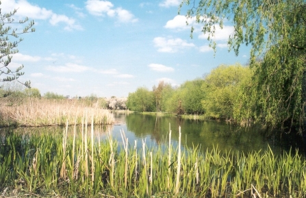 Pond