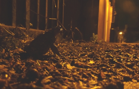 Toad on street, looking pensive, but not necessarily forlorn