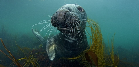 grey seal