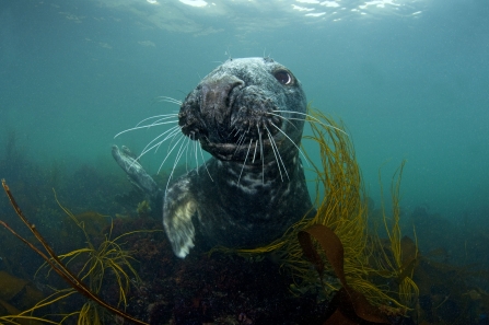 grey seal