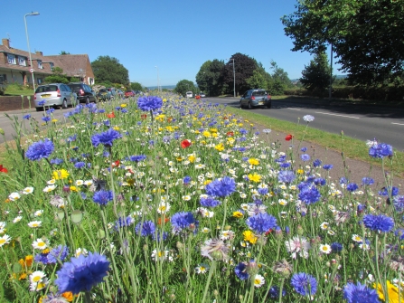 Wildflower area created by DWT on Prince Charles Road in Exeter
