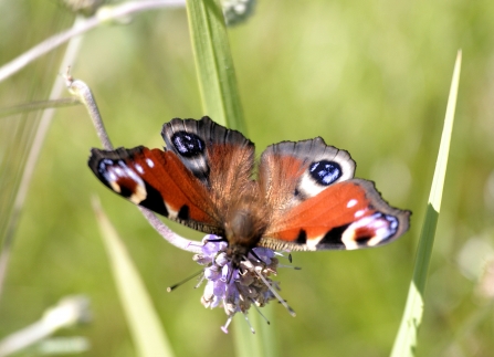 Peacock butterfly