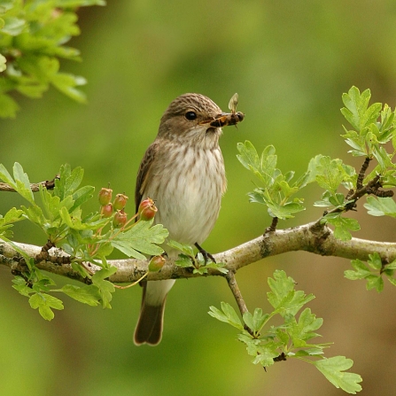 Spotted flycatcher