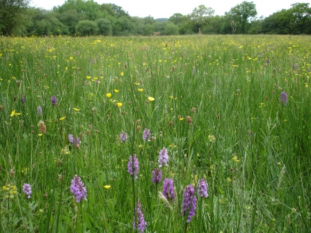 Culm grassland