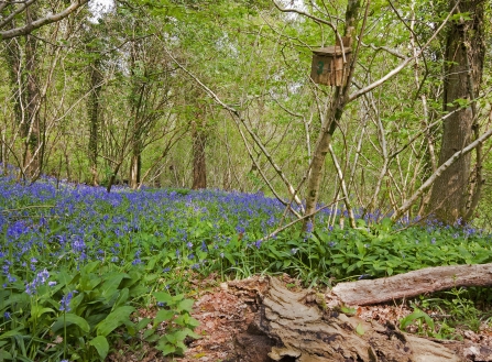 Bluebells at Lady Wood