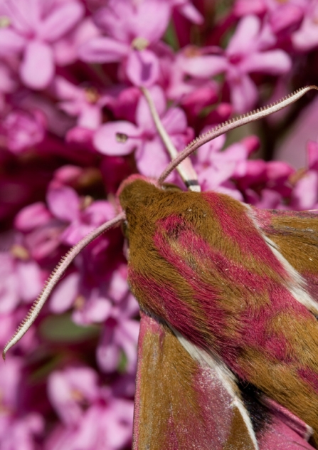 elephant hawkmoth nomming