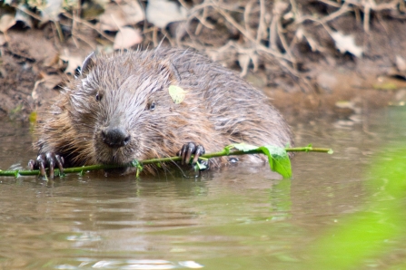 beaver