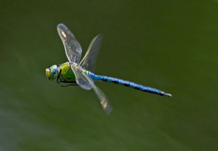 Water emperor dragonfly
