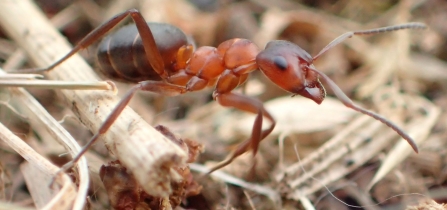 Narrow-headed ant