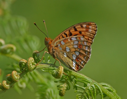 High brown fritillary butterfly on bracken.