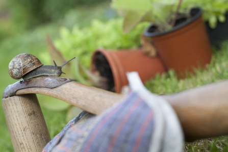 Gardening with wildlife, snail on gardening gloves with pot plants behind