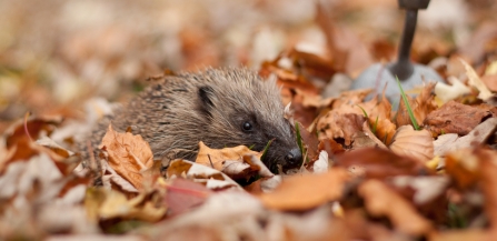 hedgehog looking bashful in leaves