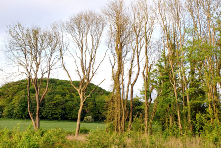 Dead ash trees in a row on field edge