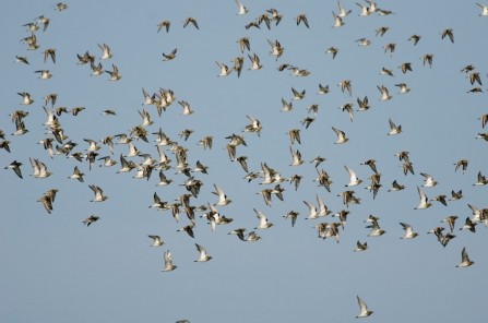 Dozens of golden plovers in flight