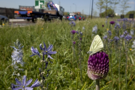 Butterfly on flower by busy road