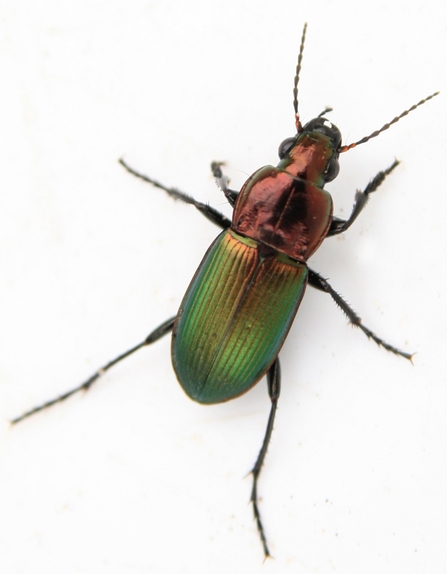 Kugelann's Ground Beetle on white background