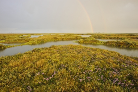 Salt marsh