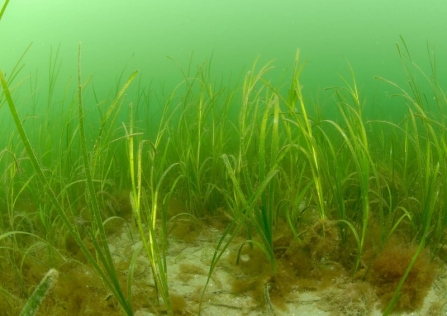 seagrass