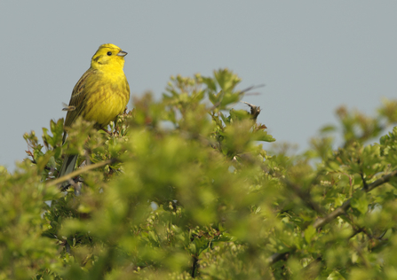 yellowhammer