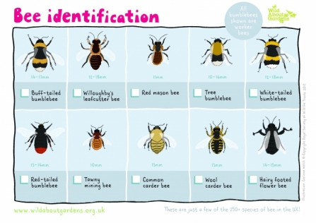 bee ID