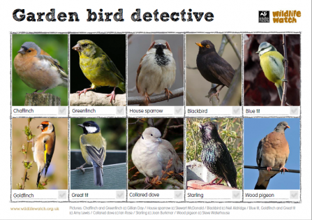 An activity sheet with garden bird ID
