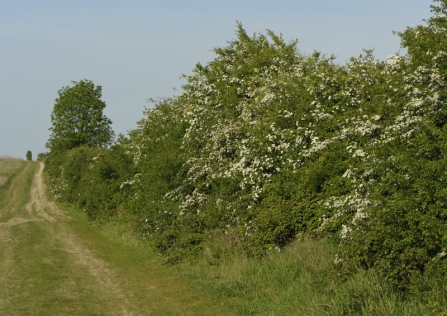 hedge