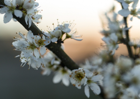 blossom