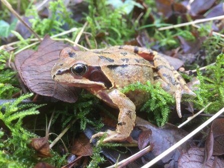 common frog