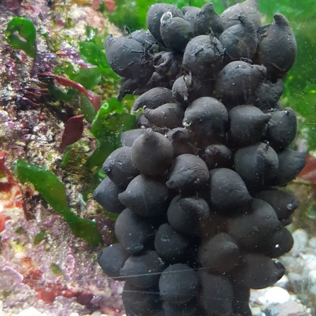 cuttle fish eggs