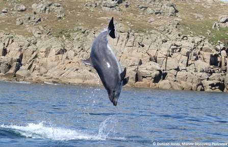 Dolphin leaping