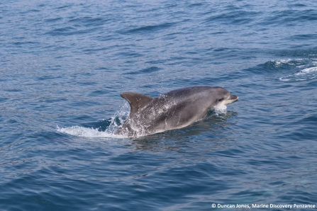Dolphin swimming