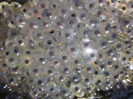 frog spawn