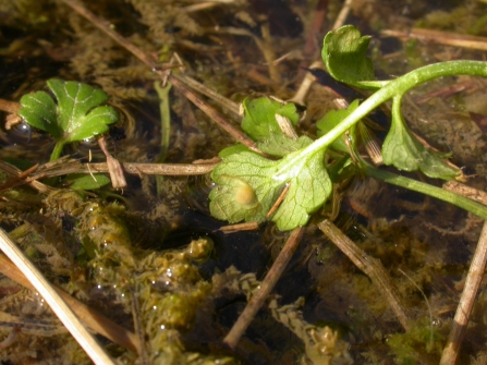 newt eggs