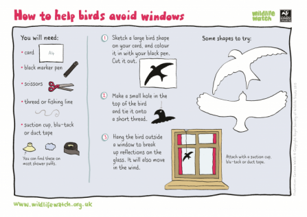birds avoid windows