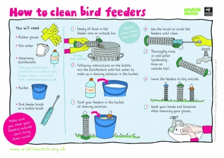 clean bird feeder