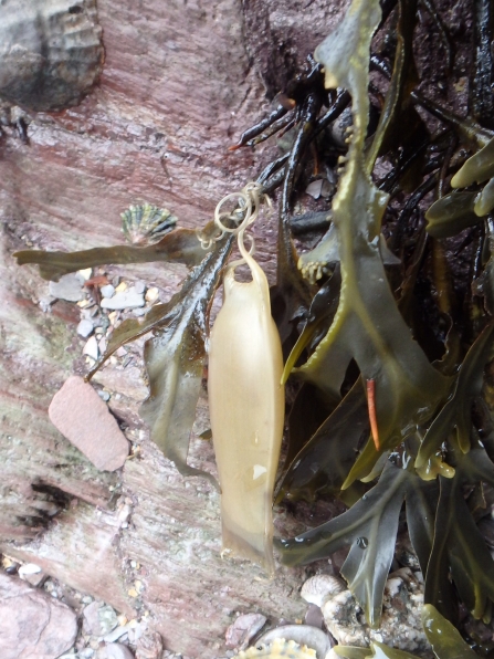 shark egg case