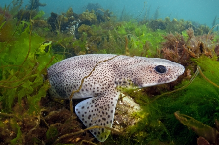 Catshark