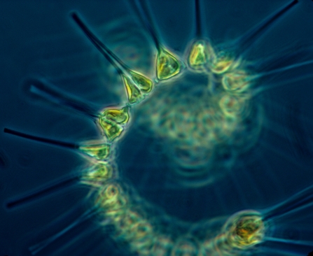 Phytoplankton