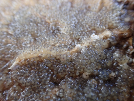 rock goby eggs