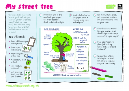 street tree