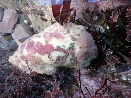 sea lemon slug