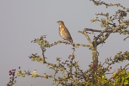 song thrush