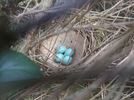 song thrush eggs