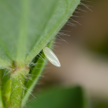 butterfly egg