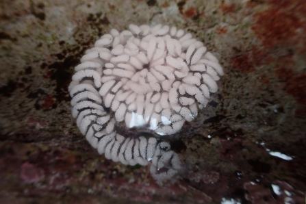 grey sea slug eggs