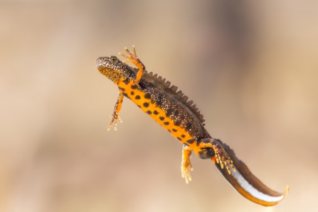 gcn newt